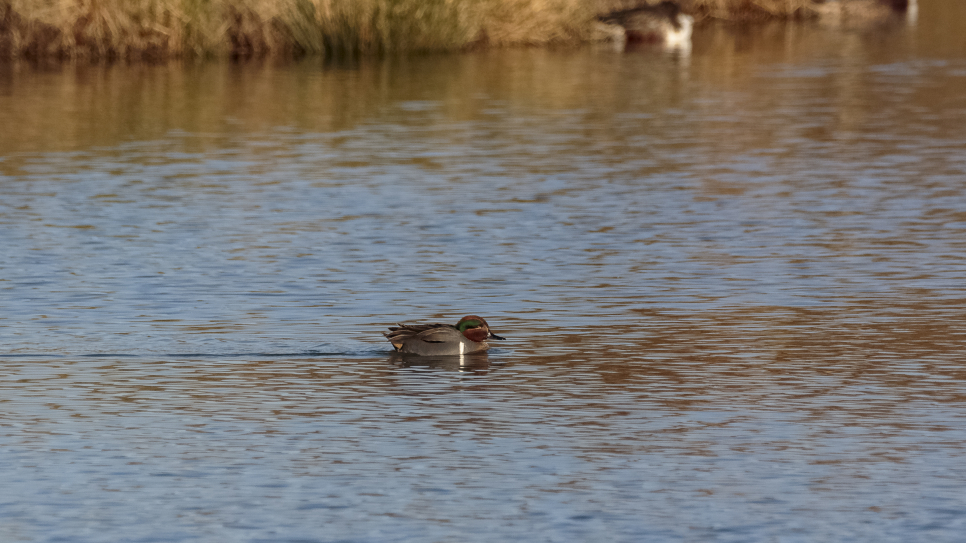 Green-winged teal and two water rails